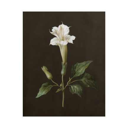 Elegant Floral Wall Art Print, Vintage Flower Decor, Home Aesthetic, Gift for Nature Lovers, Boho Style Wall Decor, Modern Botanical Art Set of 4